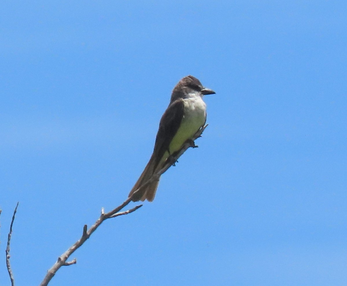 Thick-billed Kingbird - ML622315271