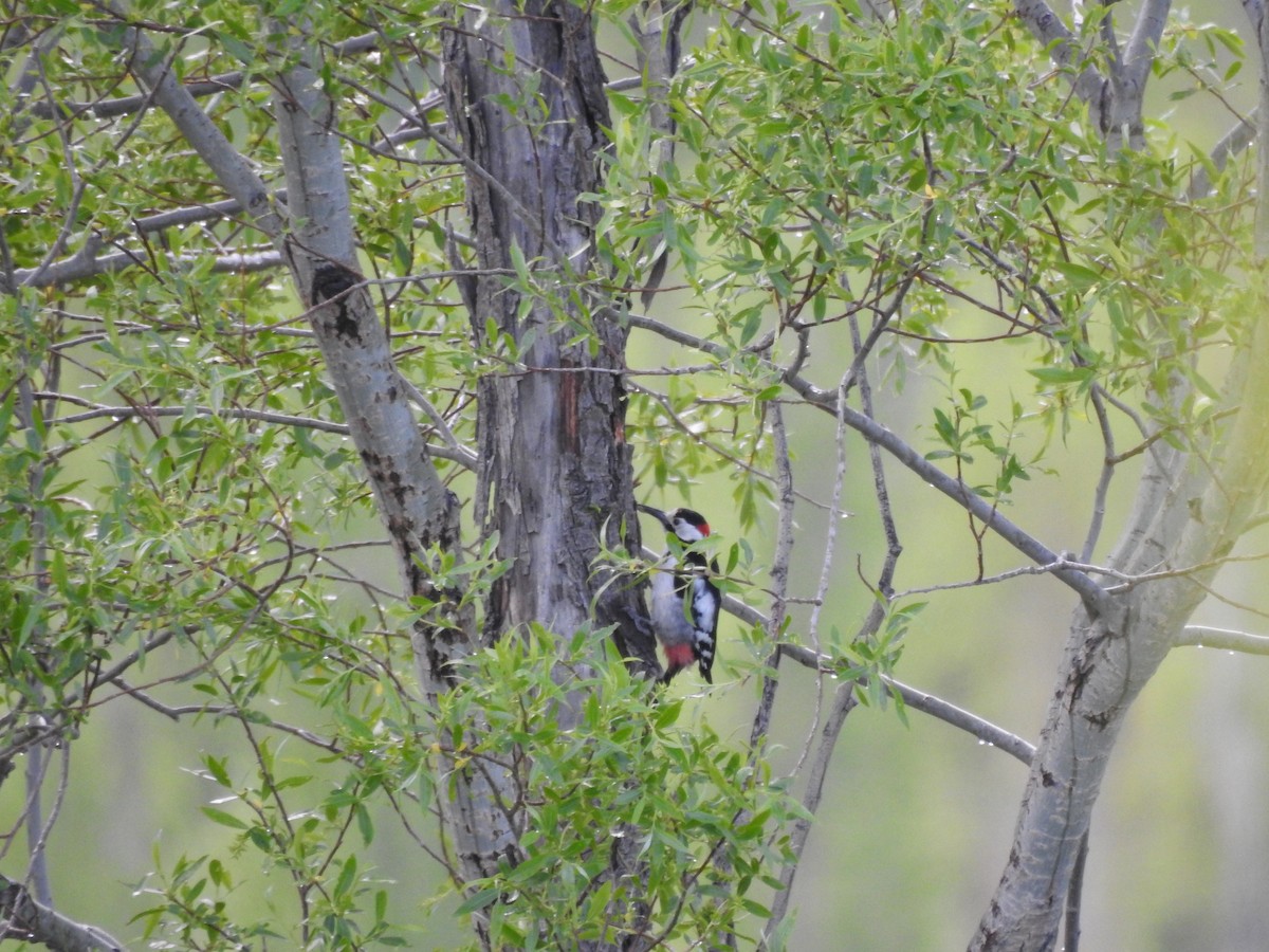 Syrian Woodpecker - Elahe Salari