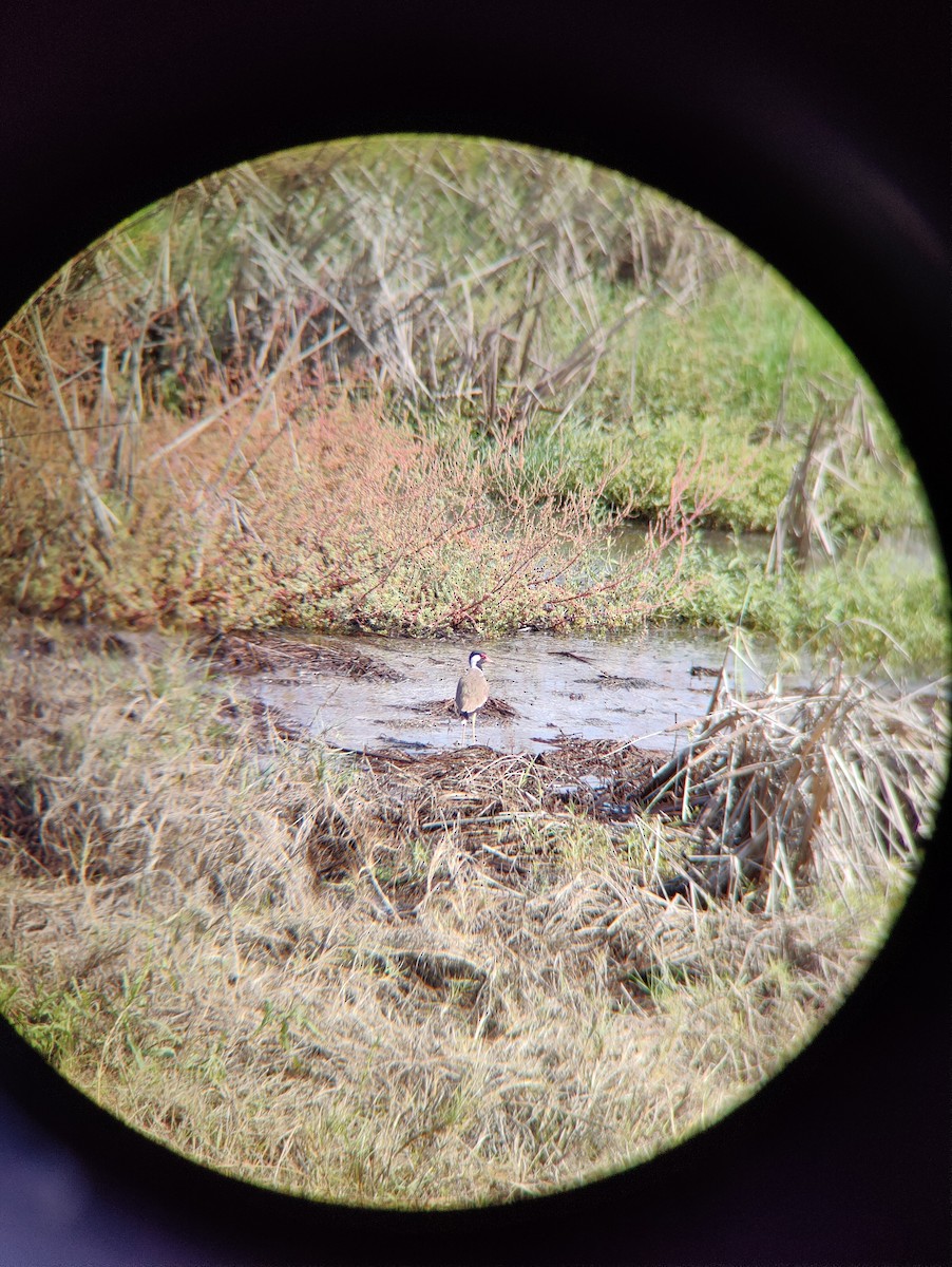 Red-wattled Lapwing - ML622315281