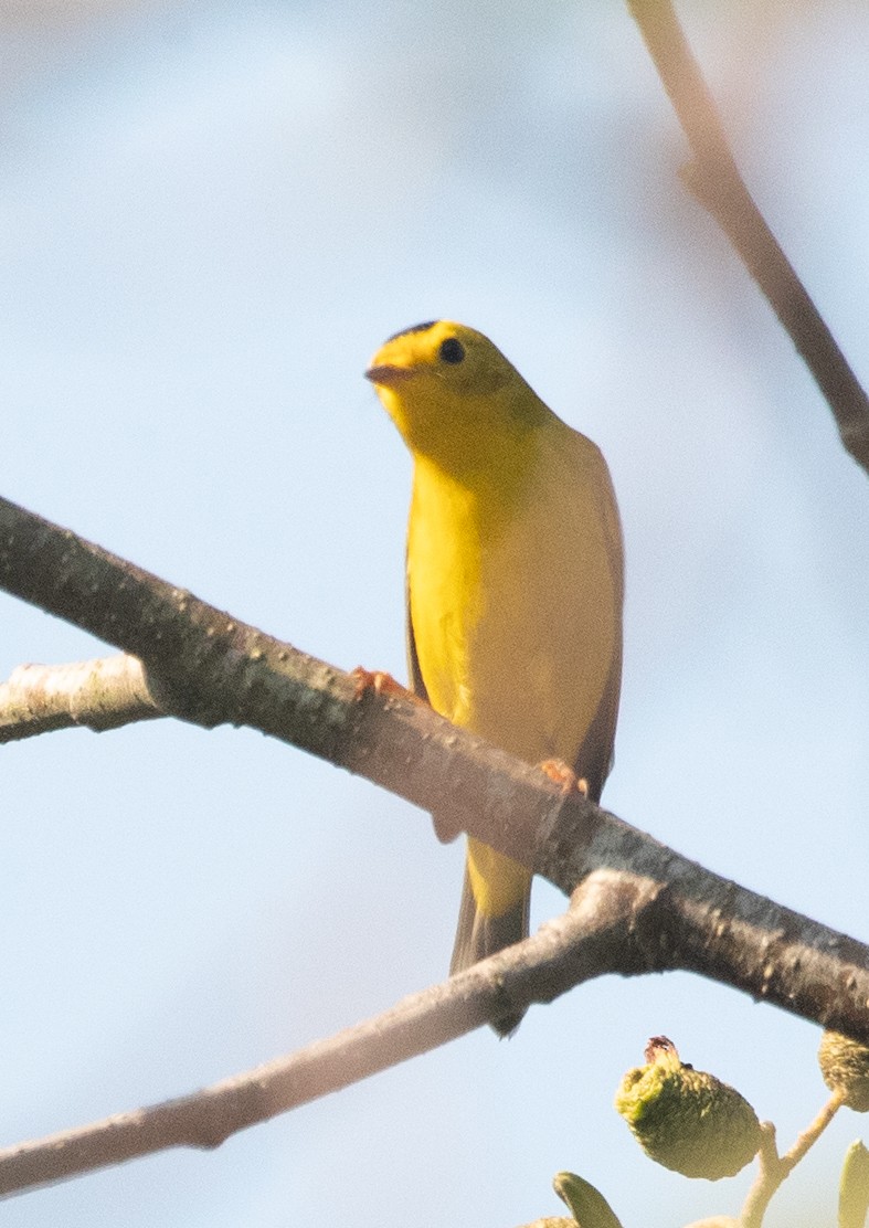 Wilson's Warbler - Tobin Sparling