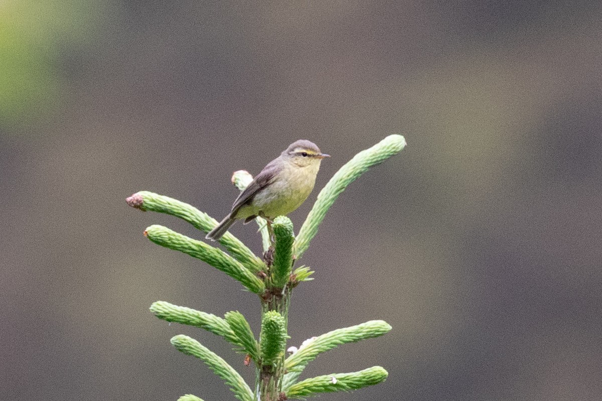 Mosquitero de Qinghai - ML622315464