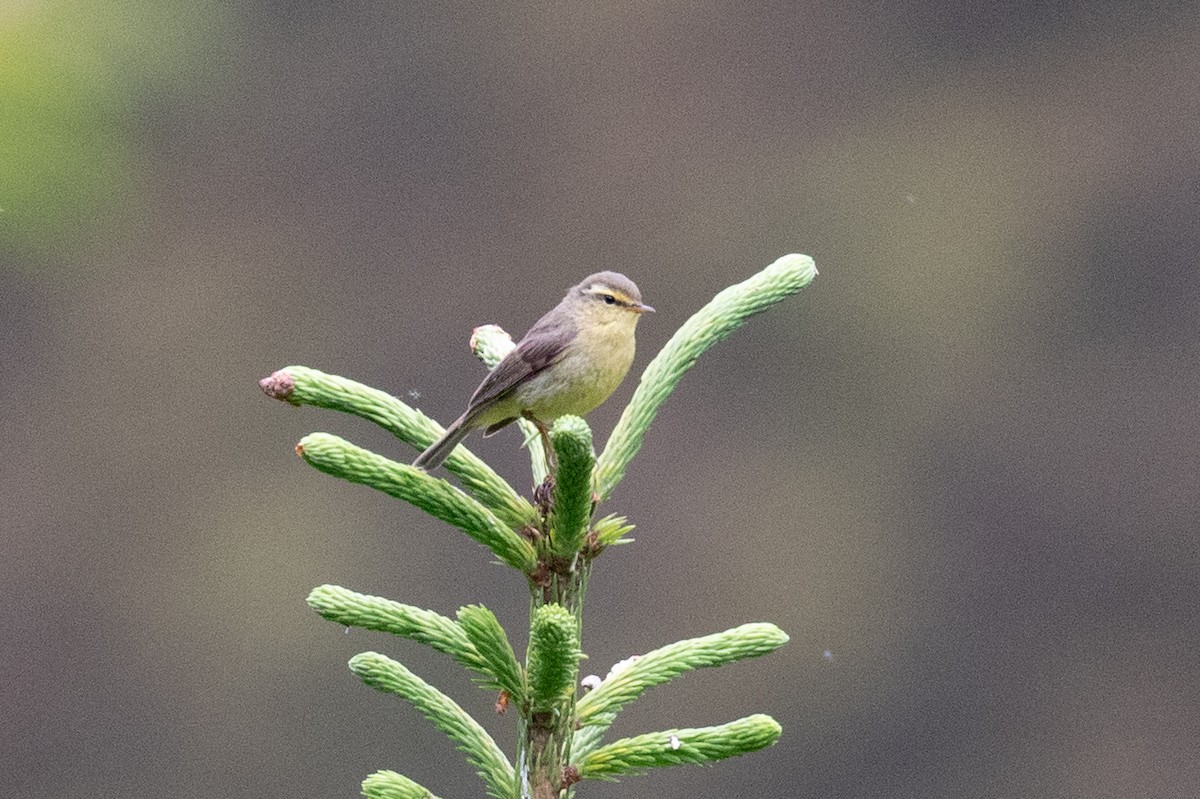 Tickell's Leaf Warbler (Alpine) - ML622315465