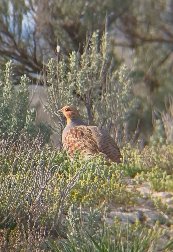 Gray Partridge - ML622315500