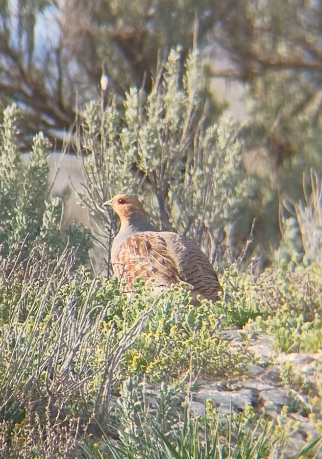 Gray Partridge - ML622315501