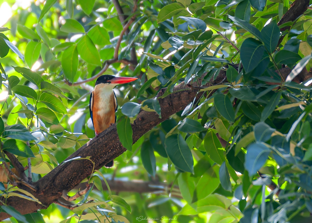 Black-capped Kingfisher - ML622315526