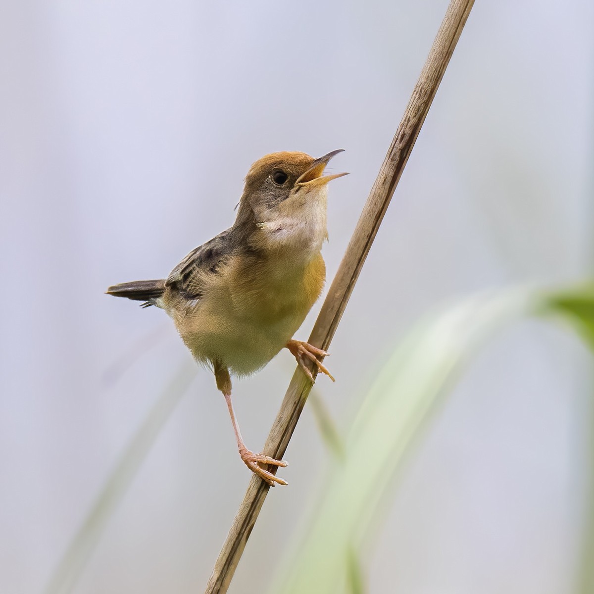 Golden-headed Cisticola - ML622315562