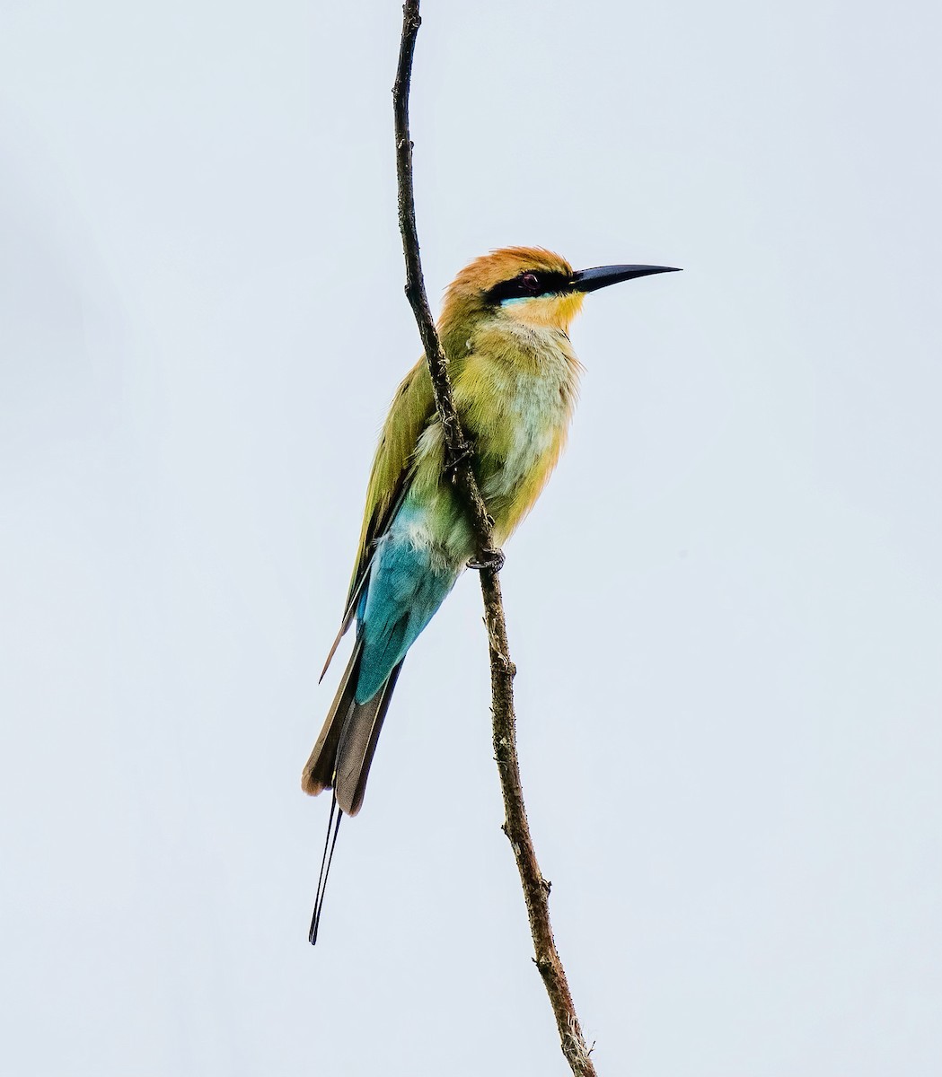 Rainbow Bee-eater - ML622315568