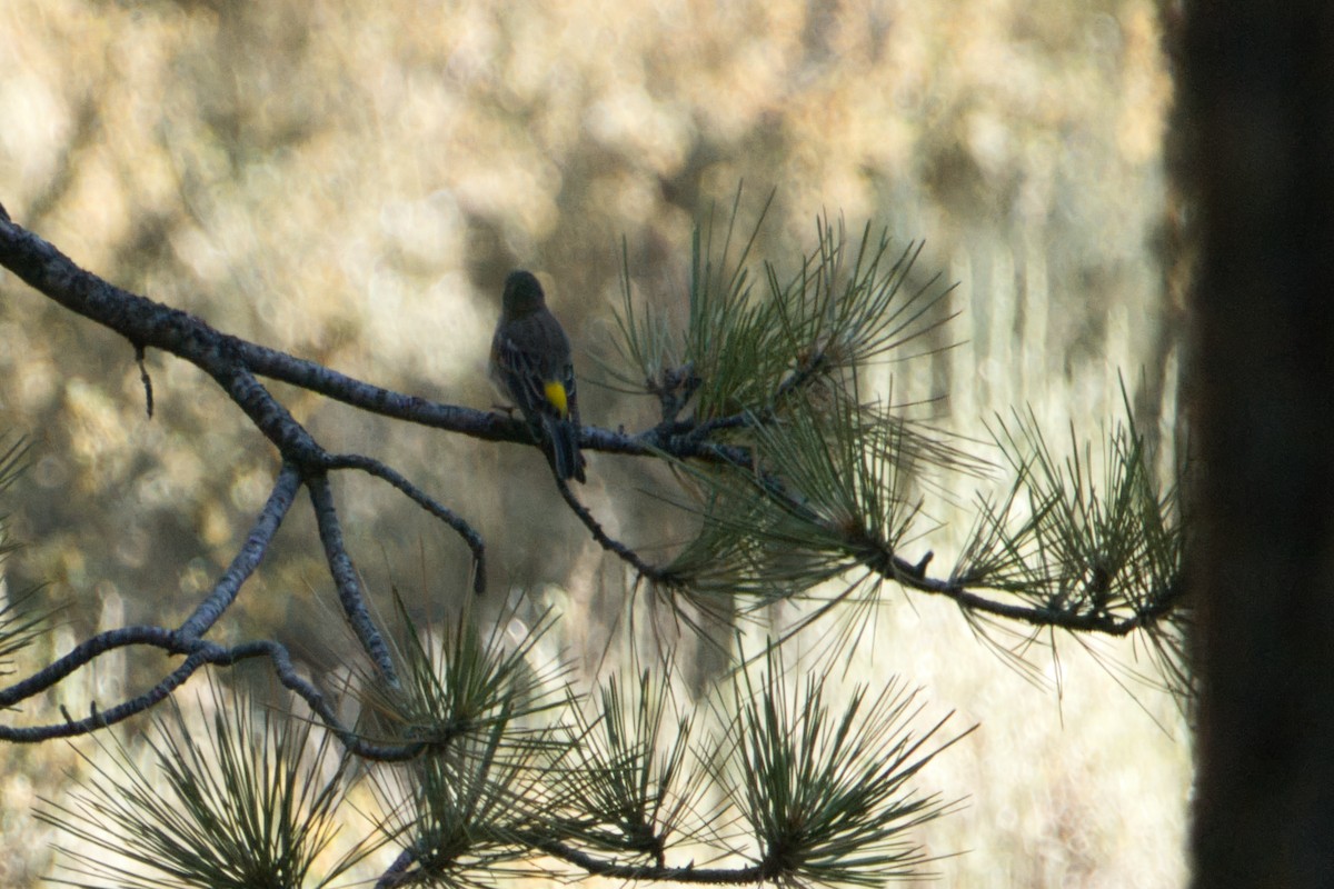 Yellow-rumped Warbler - ML622315613