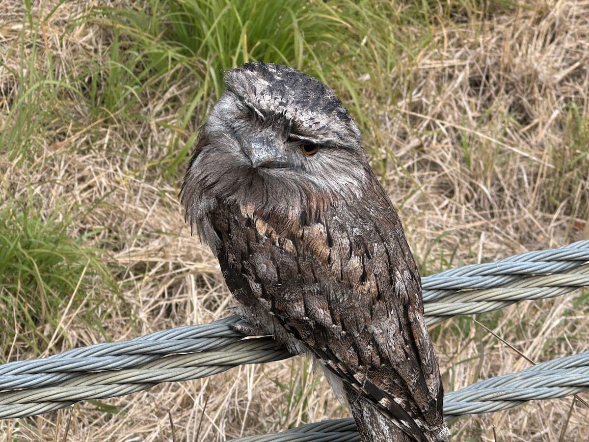 Tawny Frogmouth - ML622315658