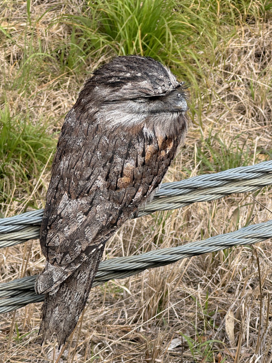 Tawny Frogmouth - ML622315659