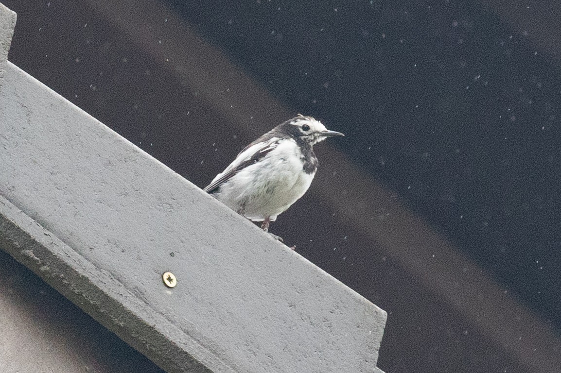 White Wagtail (Hodgson's) - ML622315691