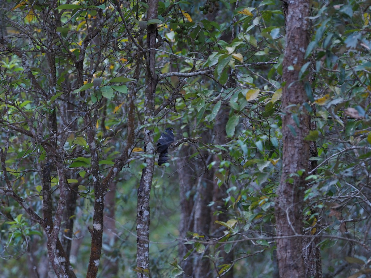 Northern Hawk-Cuckoo - ML622315692