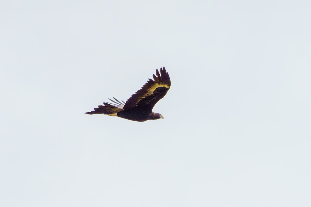 Wedge-tailed Eagle - ML622315757