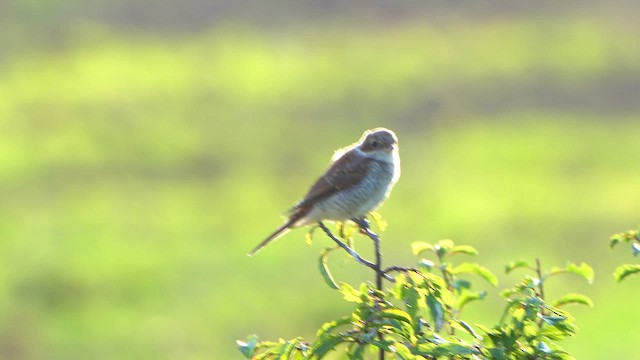 Antzandobi arrunta - ML622315783