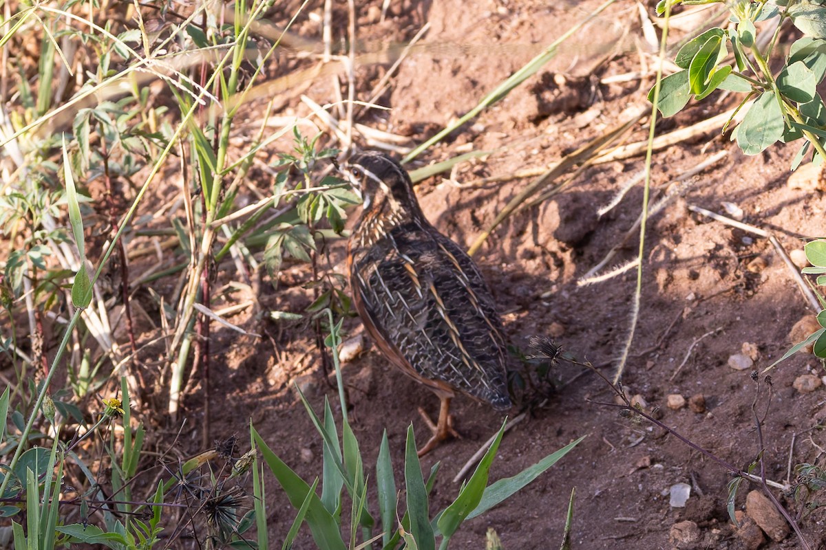 Harlequin Quail - ML622315805