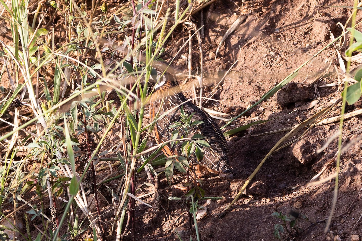 Harlequin Quail - ML622315806