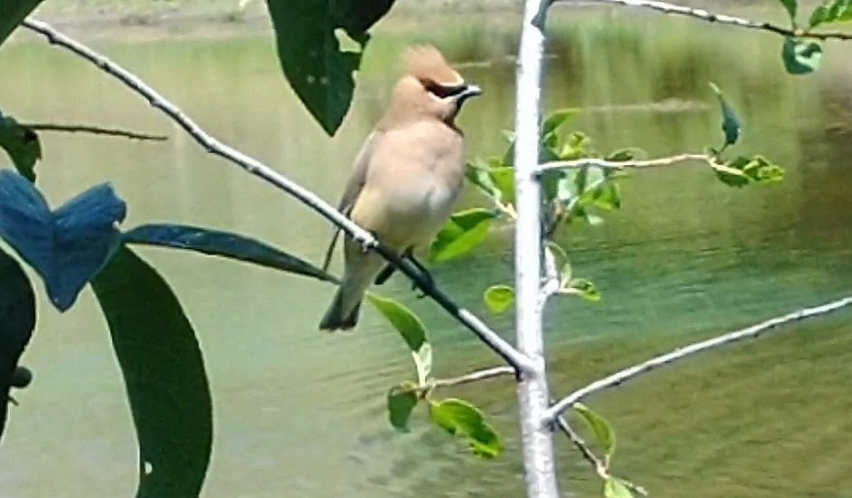 Cedar Waxwing - ML622315810