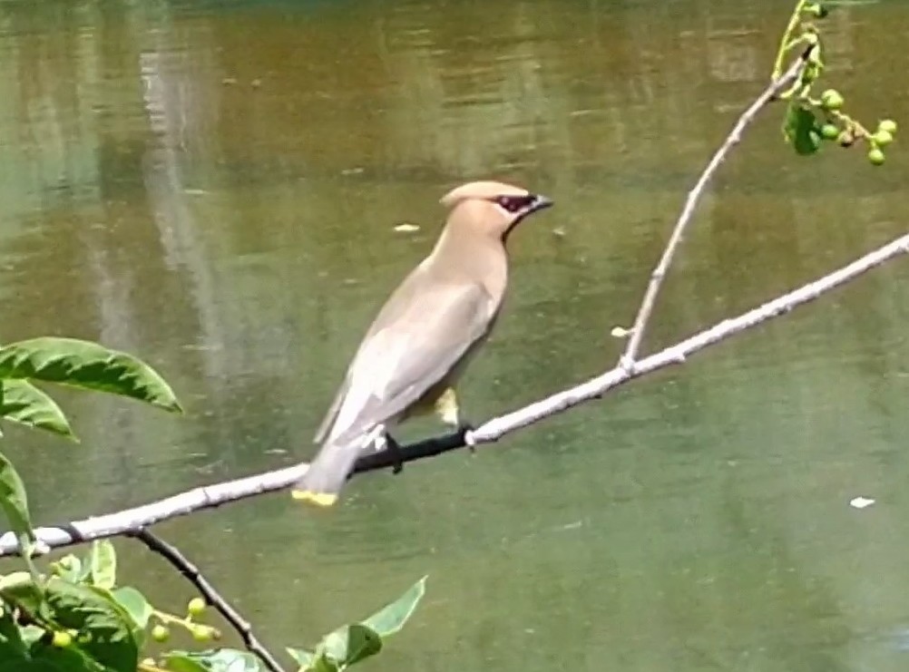 Cedar Waxwing - ML622315811