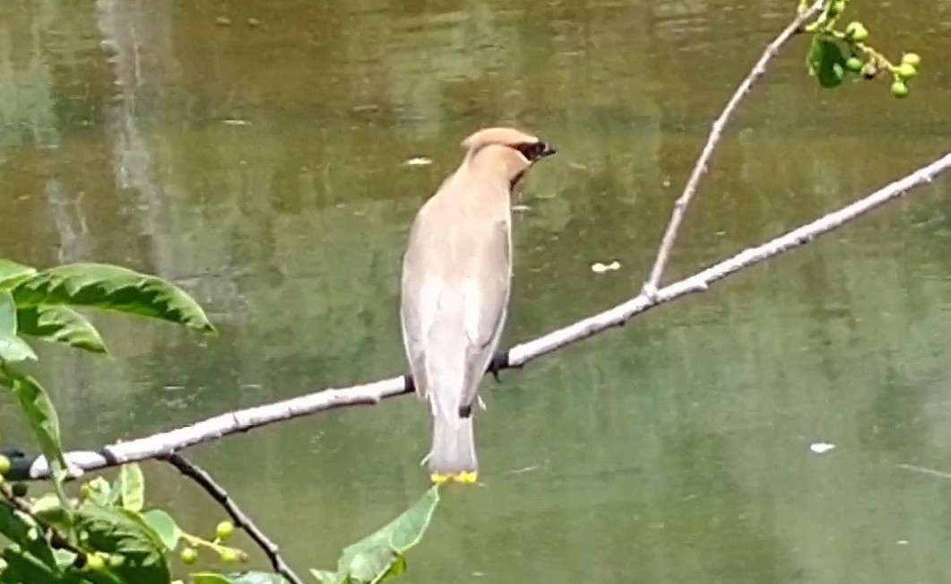 Cedar Waxwing - ML622315812