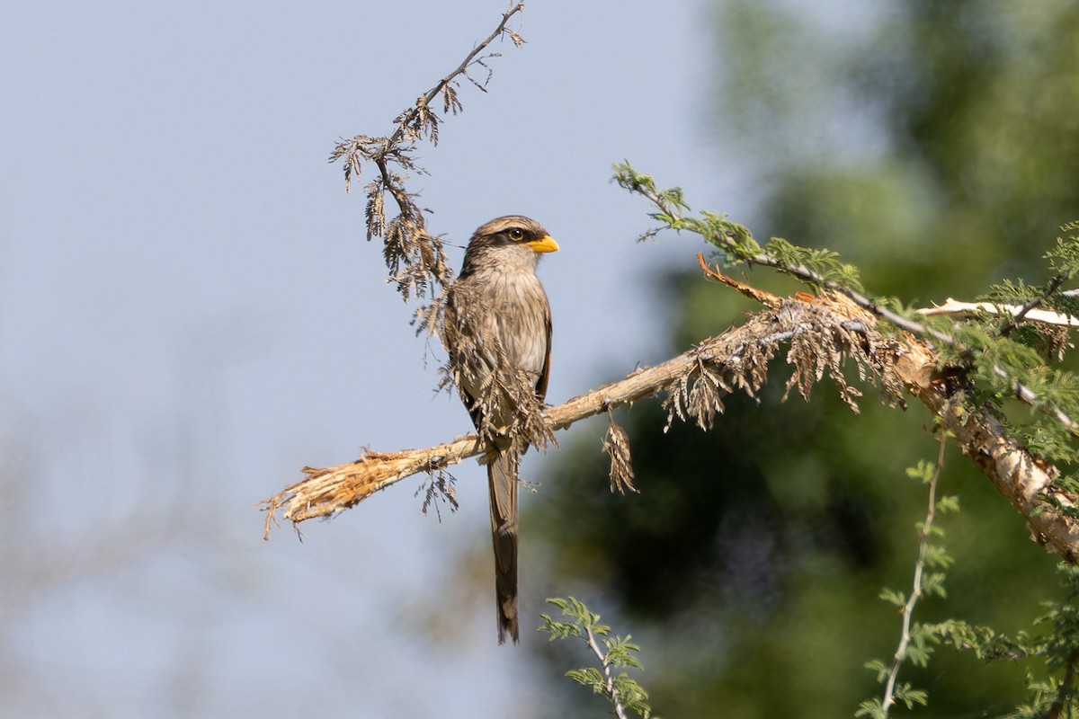 Yellow-billed Shrike - ML622315914