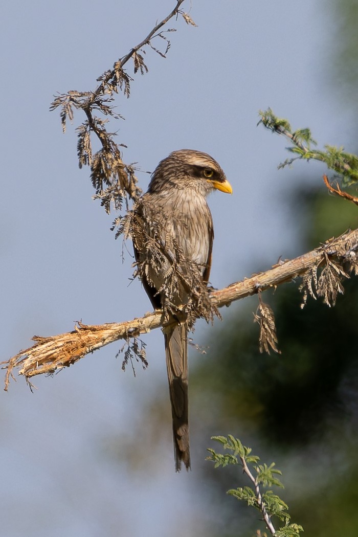 Yellow-billed Shrike - ML622315915