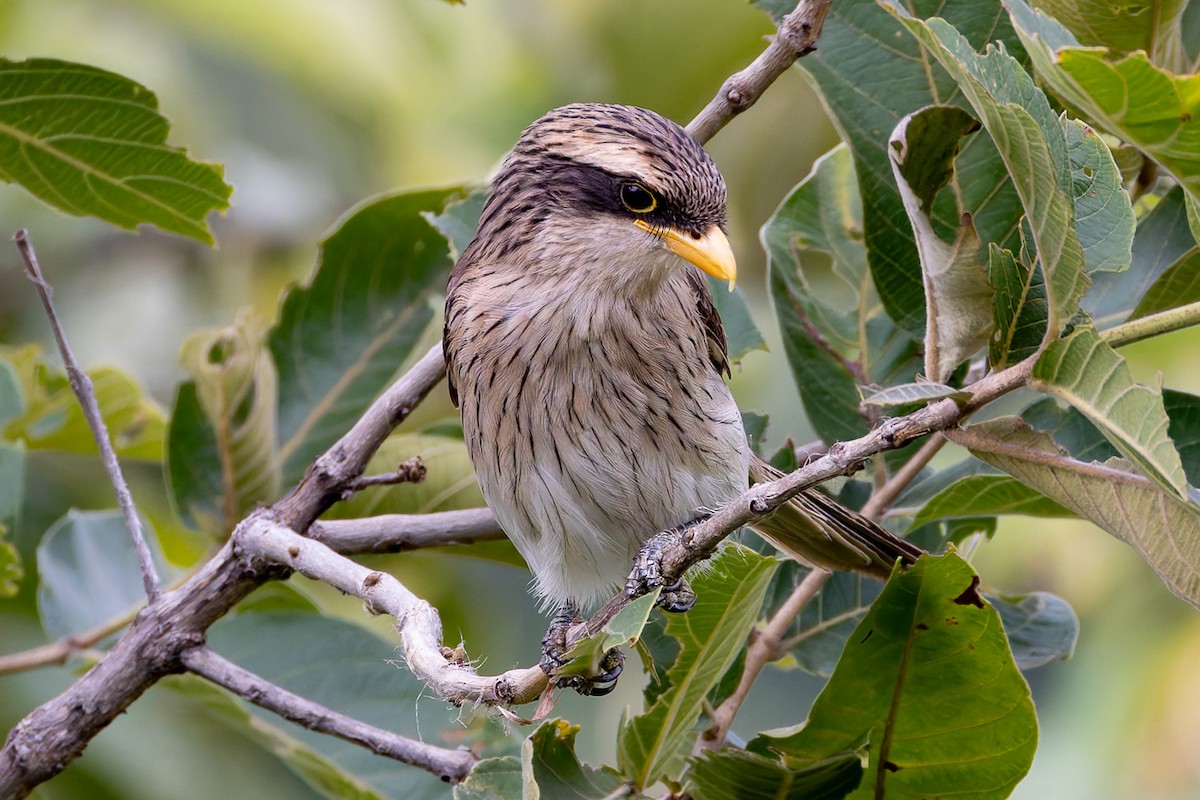 Yellow-billed Shrike - ML622315916