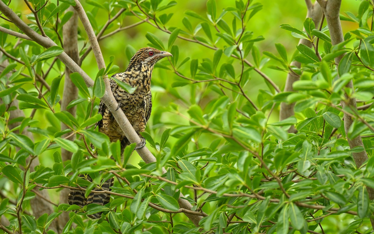 Asian Koel - ML622315936