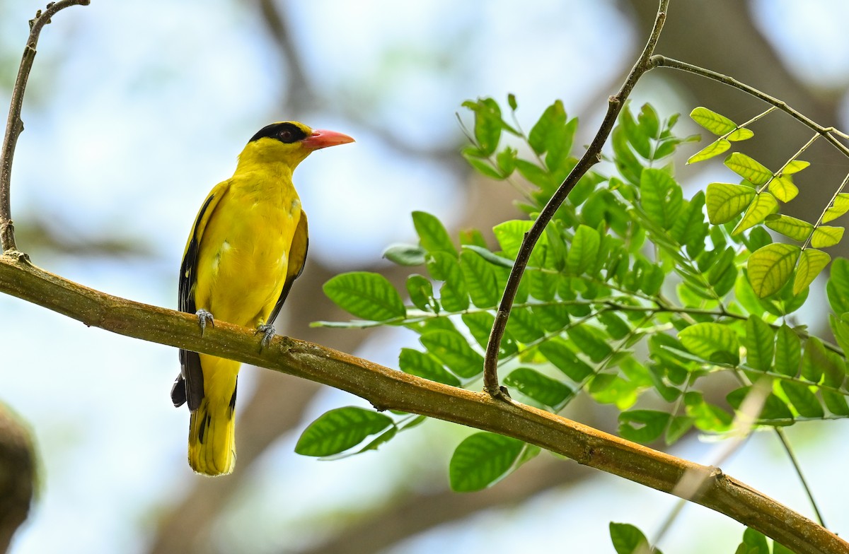 Black-naped Oriole - ML622315940