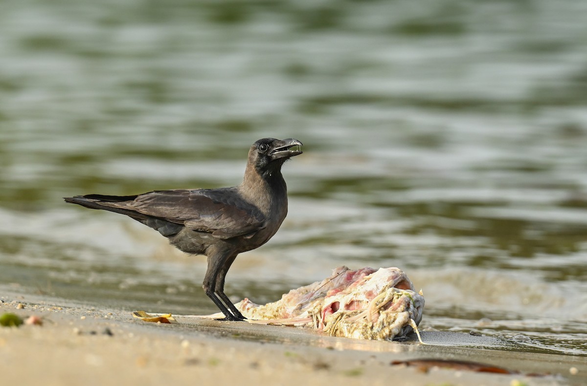 House Crow - ML622315943