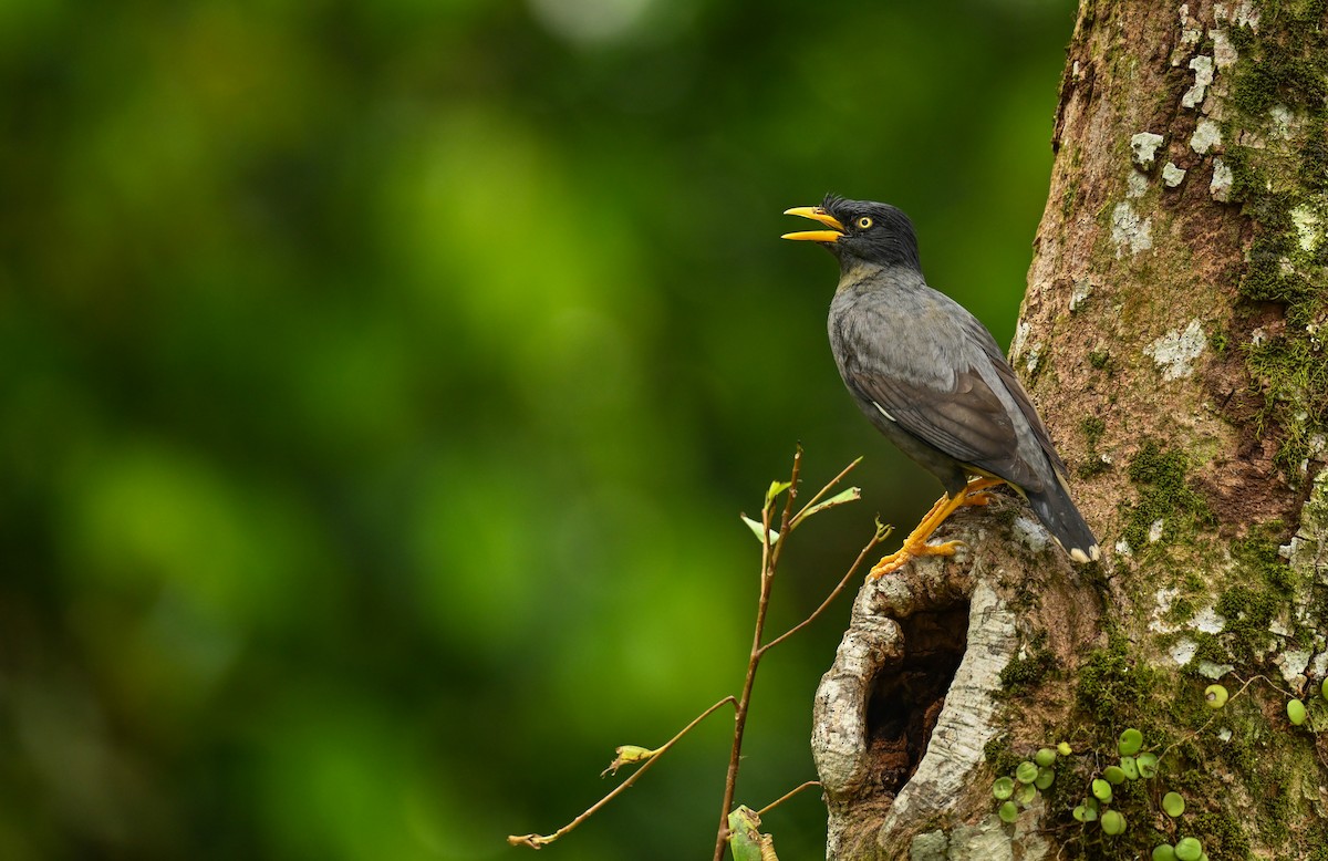 Javan Myna - Matt Summerville