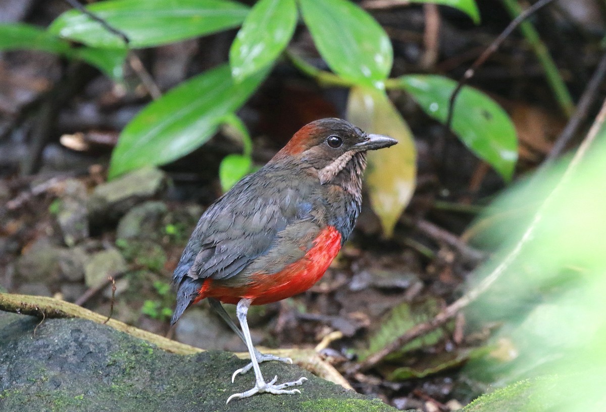 Whiskered Pitta - ML622315957