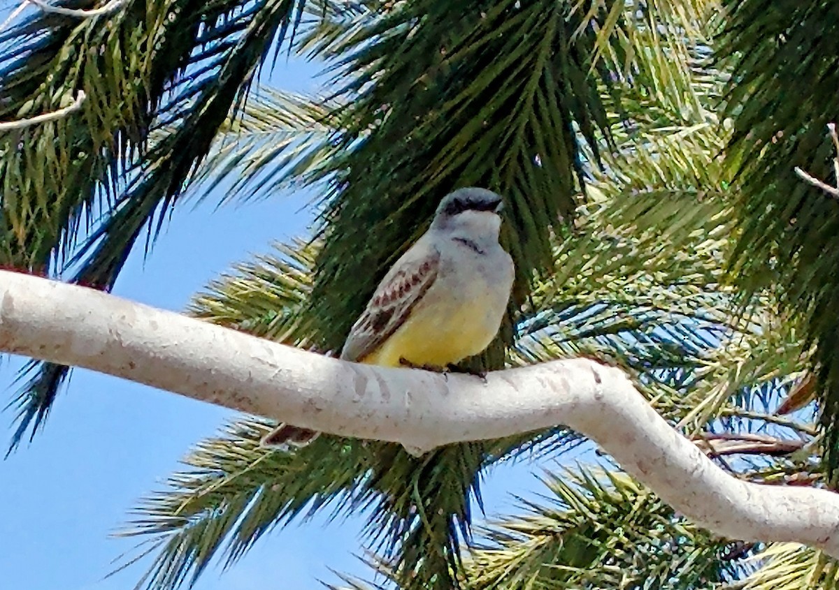 Cassin's Kingbird - ML622315959