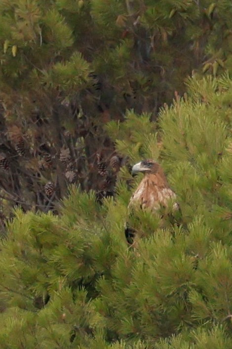 Spanish Eagle - ML622315962