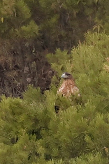 Spanish Eagle - ML622315963