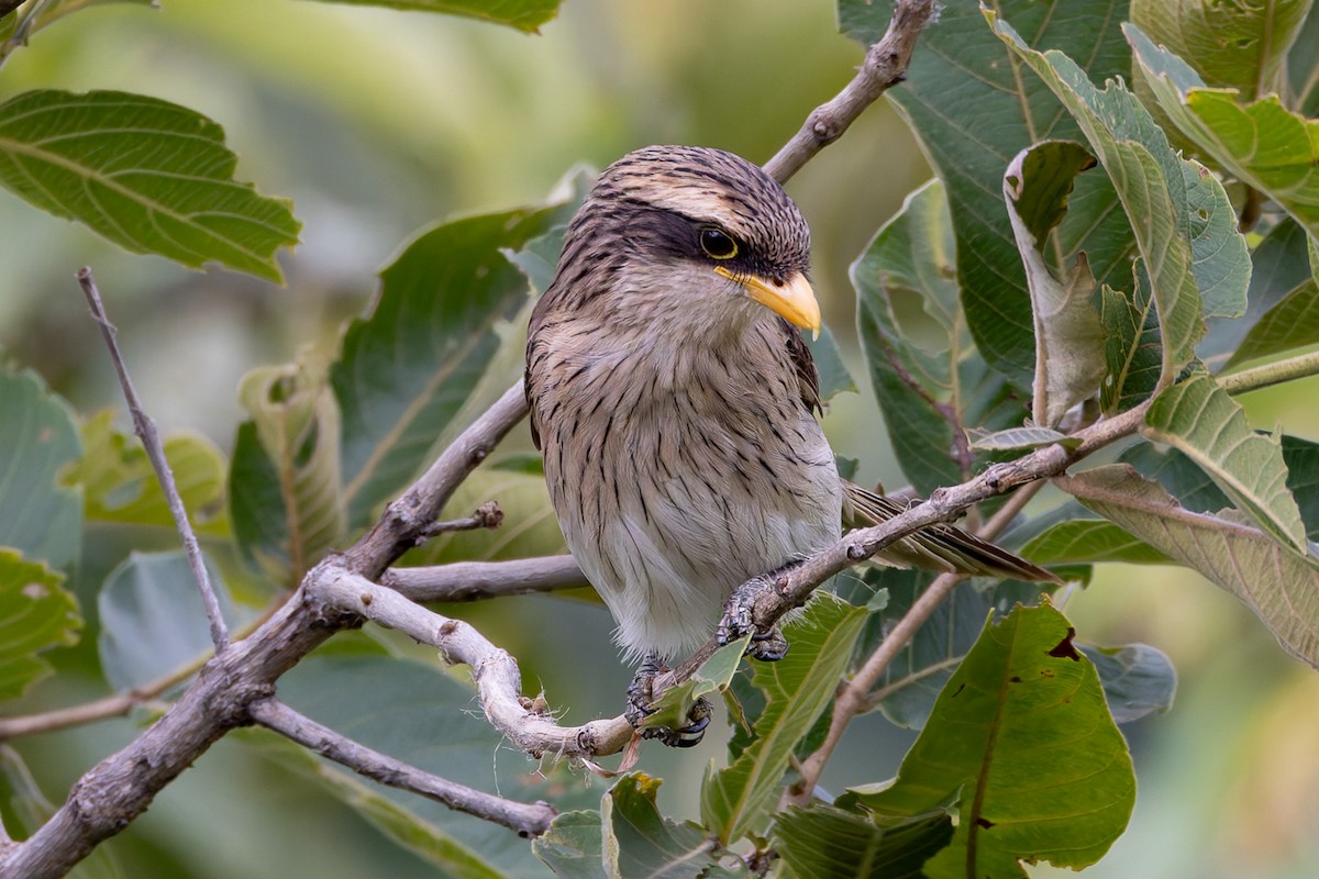 Yellow-billed Shrike - ML622315984