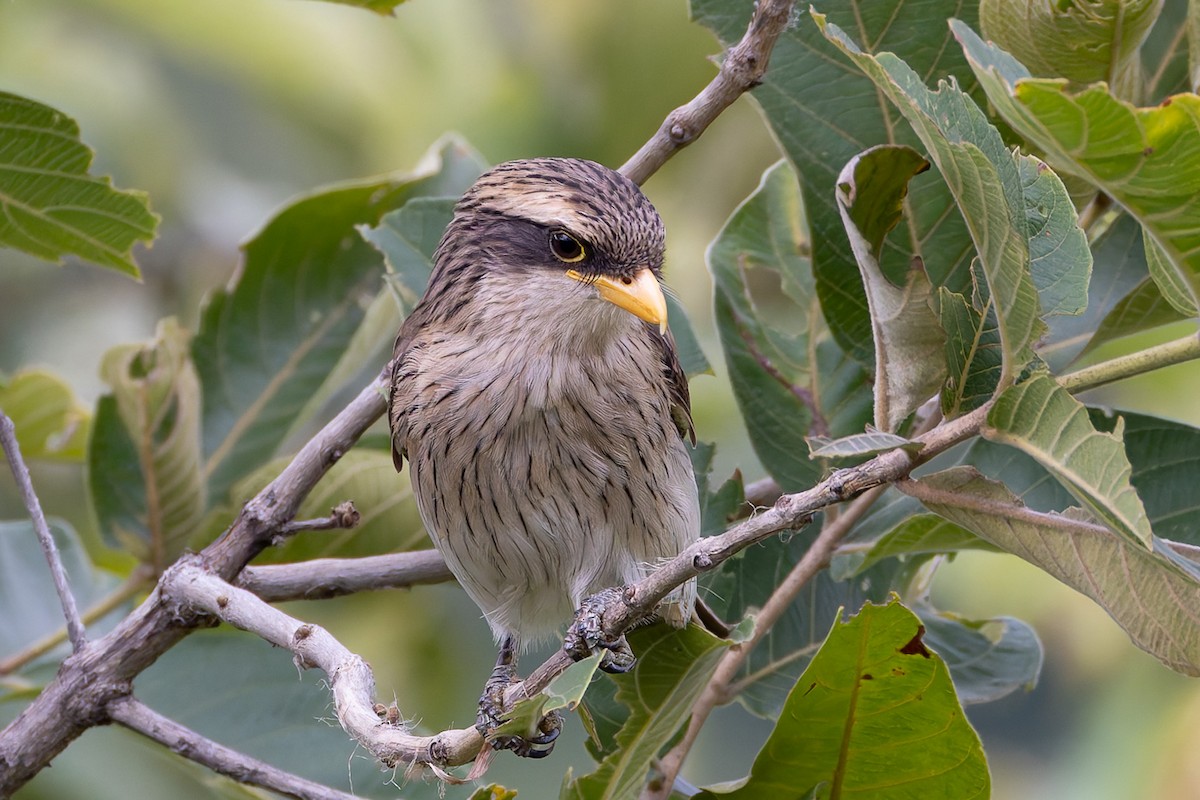 Yellow-billed Shrike - ML622315985