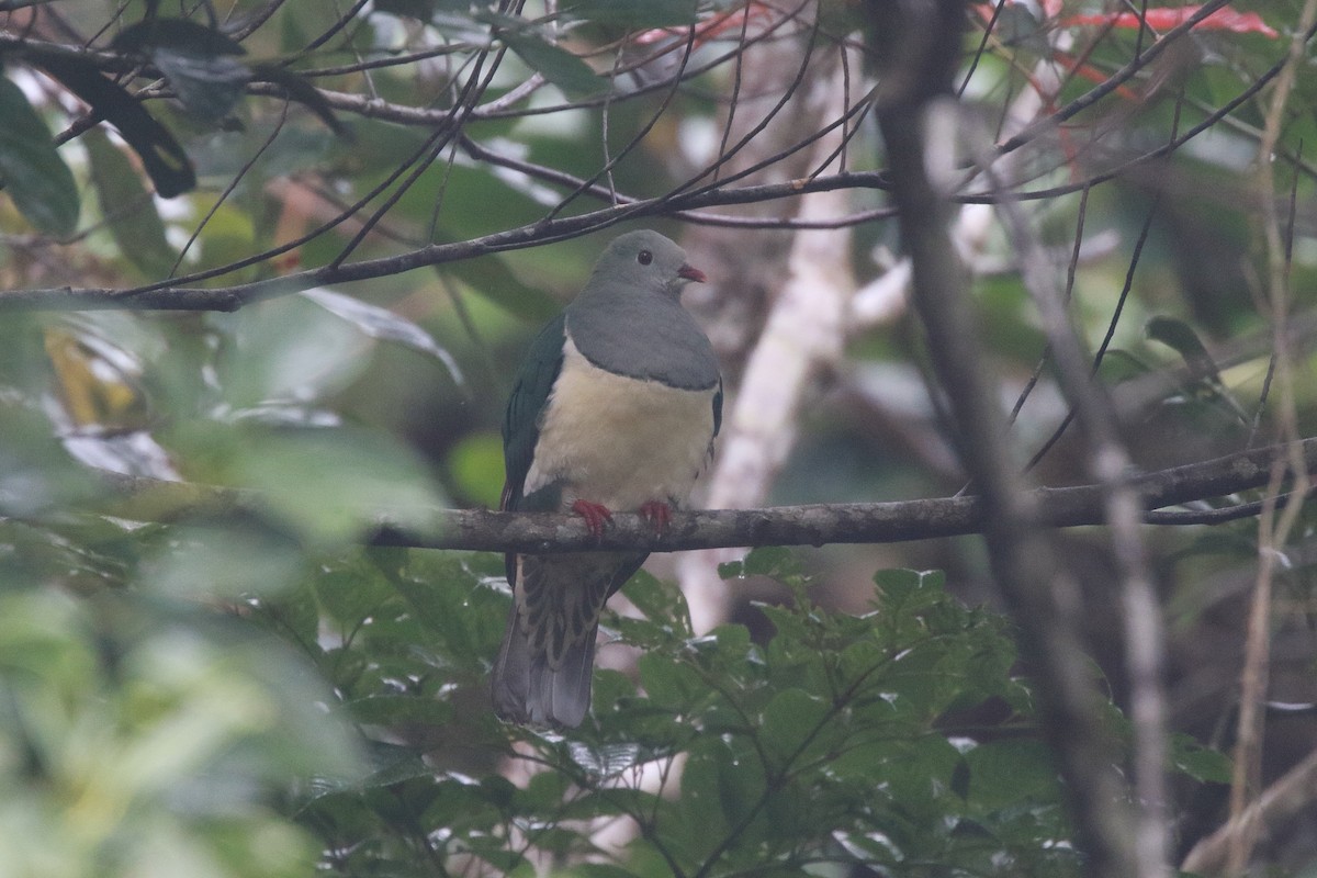 Cream-breasted Fruit-Dove - ML622315990