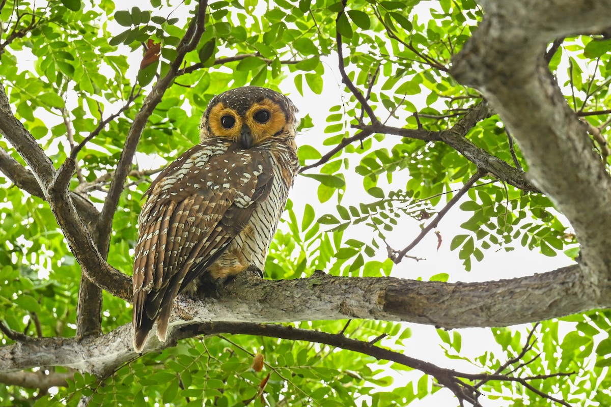 Spotted Wood-Owl - Matt Summerville