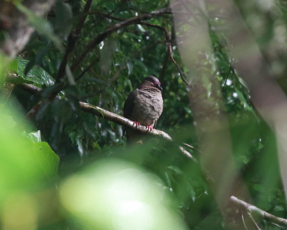 White-eared Brown-Dove - ML622315994