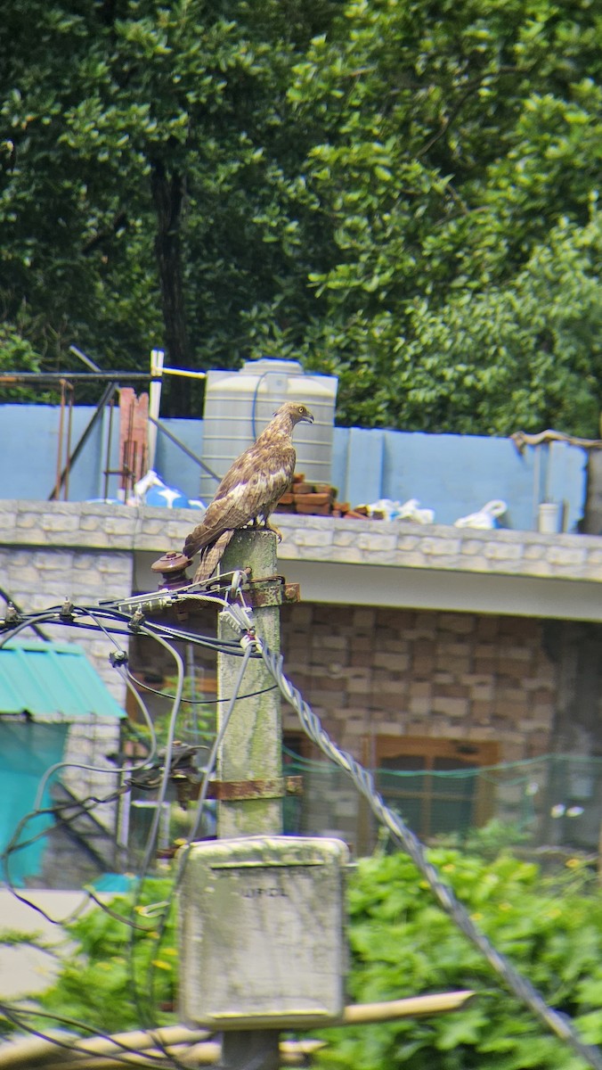 Oriental Honey-buzzard - ML622316175