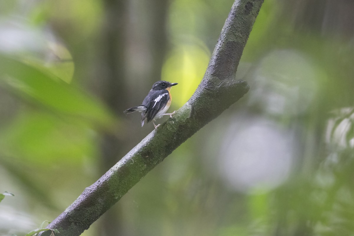 Rufous-chested Flycatcher - ML622316186