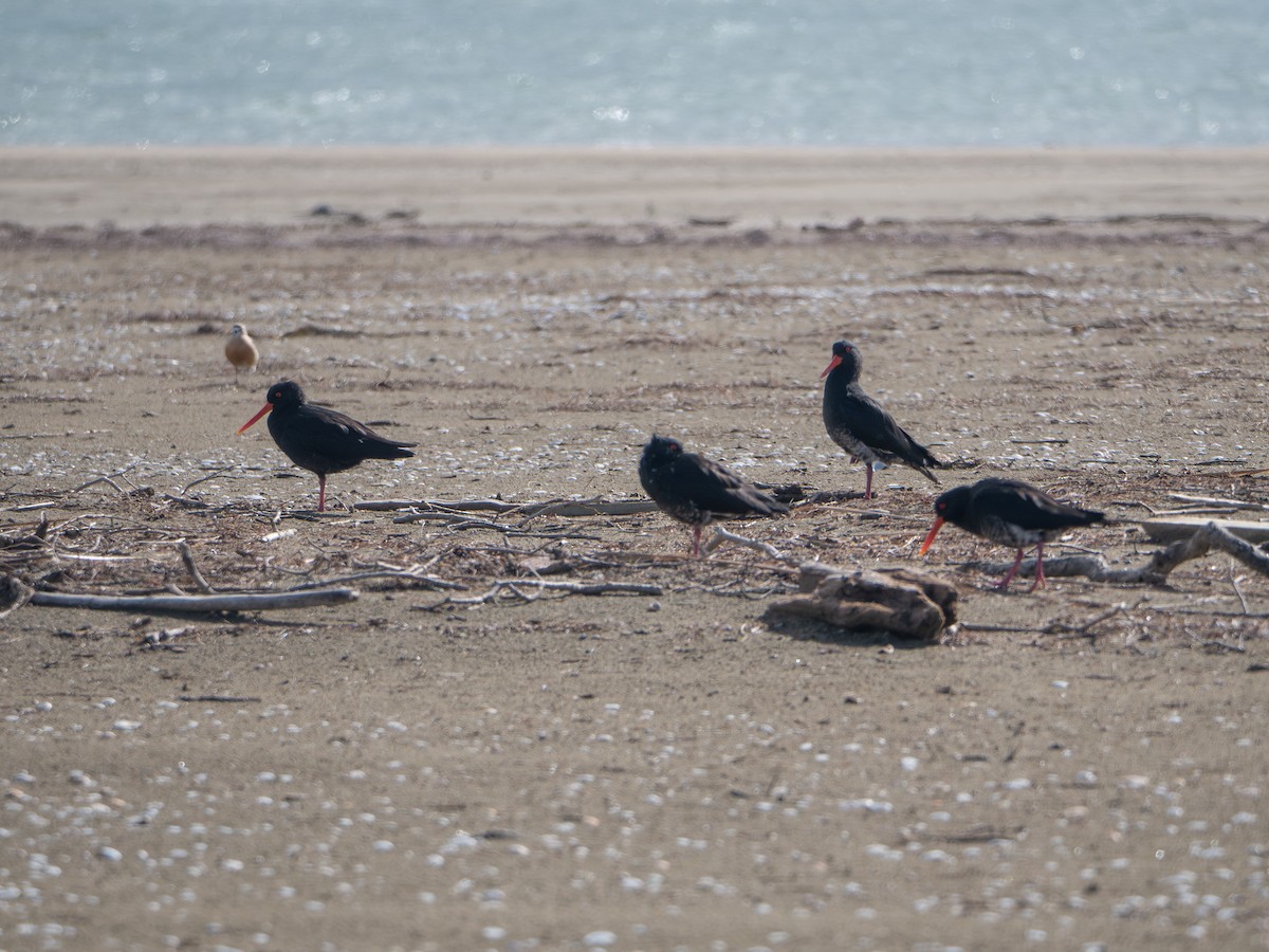 Variable Oystercatcher - ML622316225