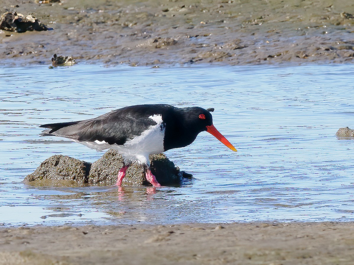 Pied Oystercatcher - ML622316246