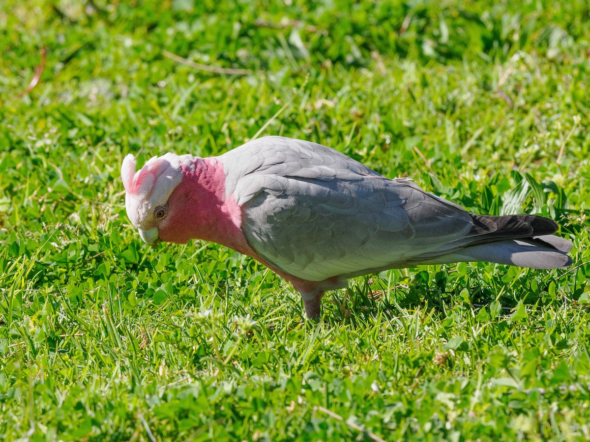 Galah - ML622316267