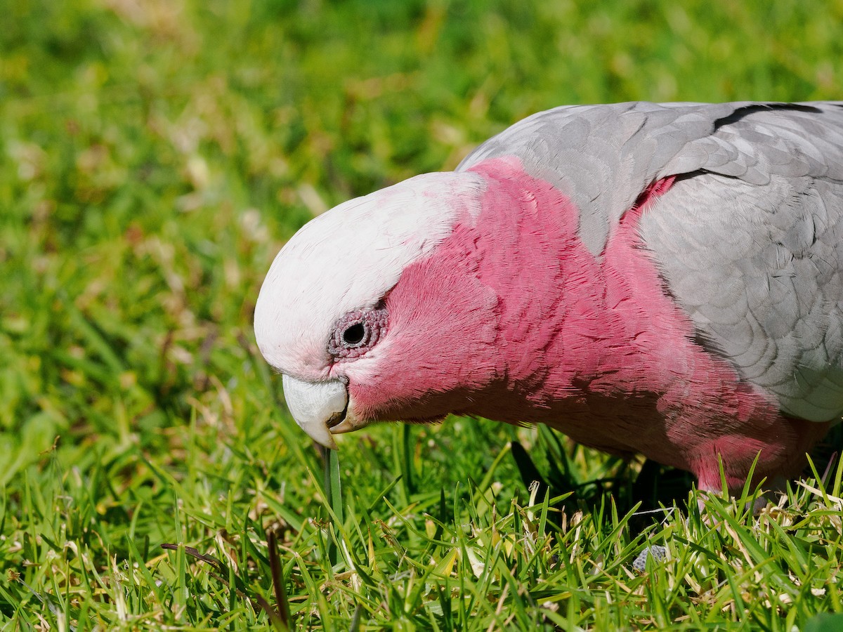 Galah - ML622316269