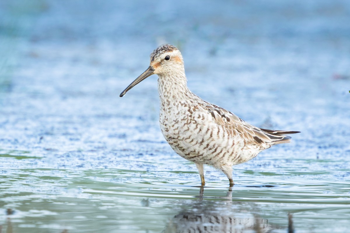 Stilt Sandpiper - Brad Reinhardt