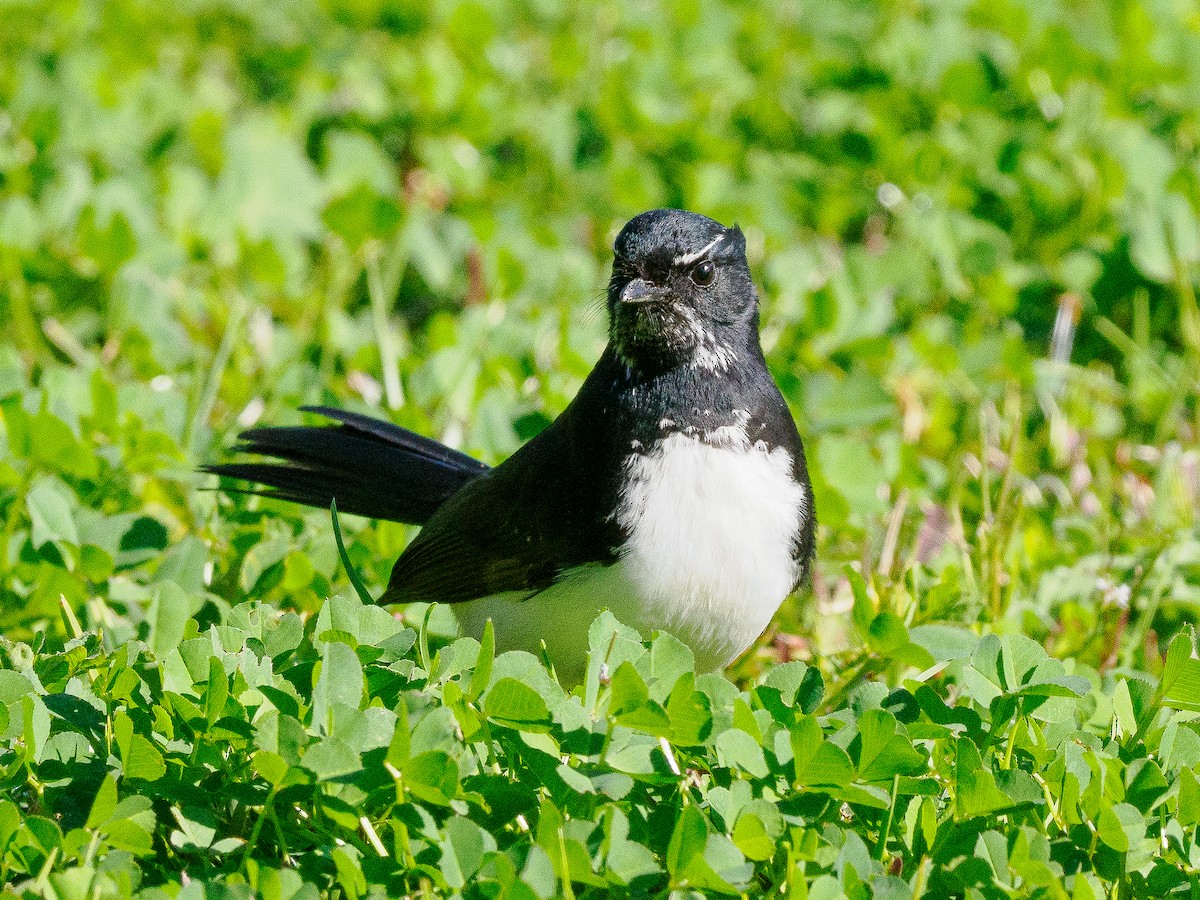 Willie-wagtail - Richard Smart