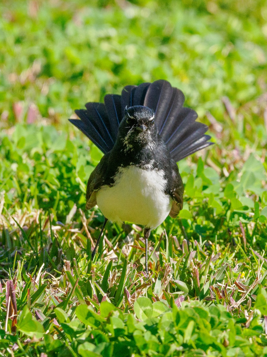 Willie-wagtail - ML622316276