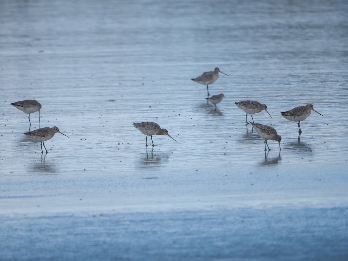 Bar-tailed Godwit - ML622316338