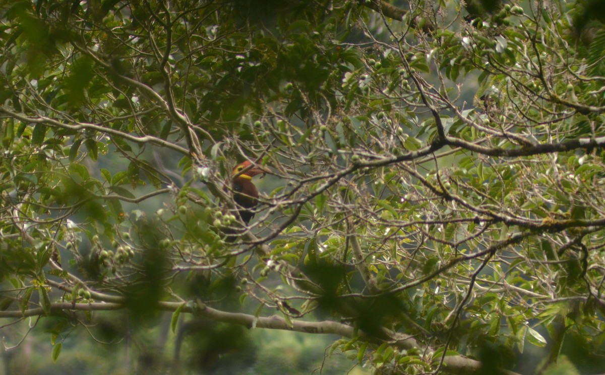 Writhe-billed Hornbill - ML622316346